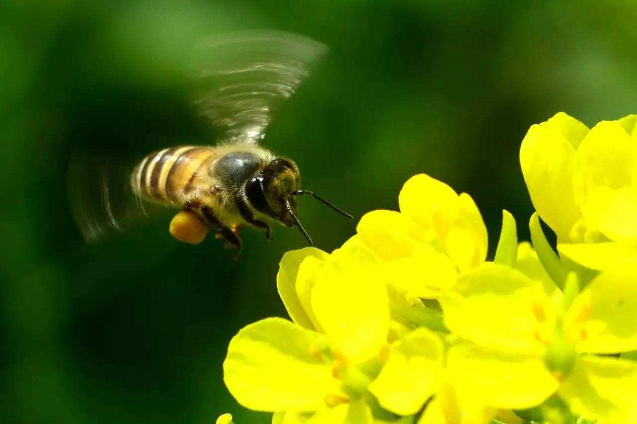 北方室內蜂群的越冬管理方法