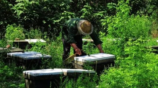 平原誘蜂得多長(zhǎng)時(shí)間（平原地區(qū)怎么誘蜂）