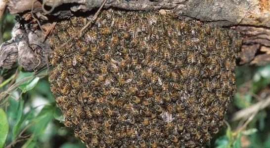 平原誘蜂得多長(zhǎng)時(shí)間（平原地區(qū)怎么誘蜂）