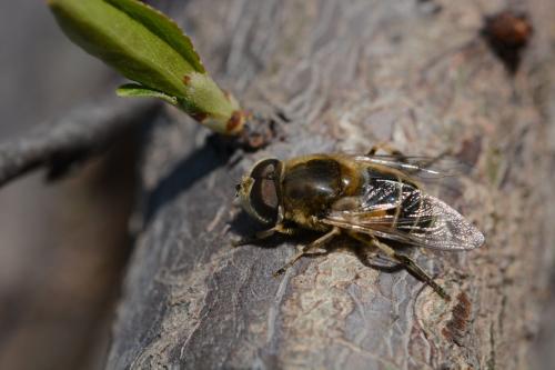 中蜂處女王可以關幾天（中蜂養(yǎng)殖，蜂王可以關幾天）