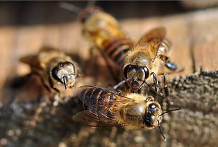 中蜂處女王可以關幾天（中蜂養(yǎng)殖，蜂王可以關幾天）