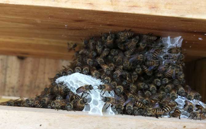 人工王臺怎么做的(人工王臺怎么做最簡單) 人工王臺怎么做的(人工王臺怎么做最簡單)