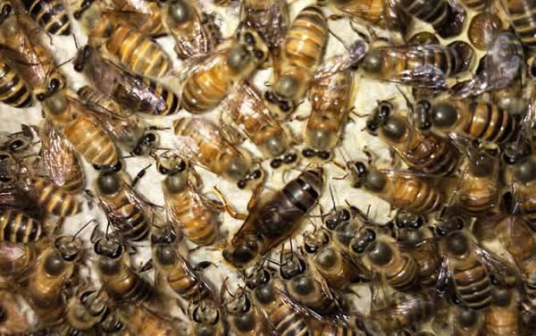 【蜜蜂知識(shí)】常見的中蜂王品種 【蜜蜂知識(shí)】常見的中蜂王品種