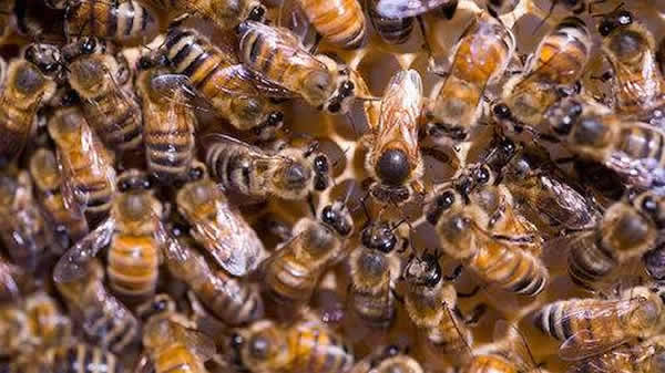 【蜜蜂知識(shí)】常見的中蜂王品種 【蜜蜂知識(shí)】常見的中蜂王品種