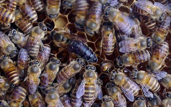 【蜜蜂知識(shí)】常見的中蜂王品種 【蜜蜂知識(shí)】常見的中蜂王品種