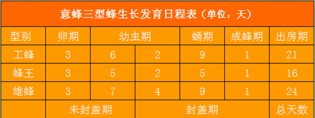 蜜蜂是完全變態發育嗎(蜜蜂的完全變態發育過程) 蜜蜂是完全變態發育嗎(蜜蜂的完全變態發育過程)