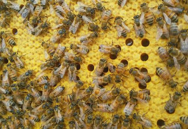 東北黑蜂的生活習(xí)性