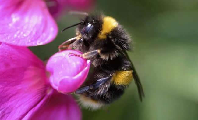 東北黑蜂的生活習(xí)性