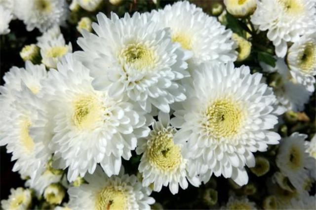 菊花的花語和象征寓意 菊花的花語和象征寓意