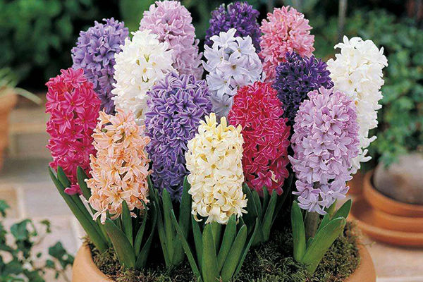 風(fēng)信子的花語是什么(風(fēng)信子的花語和傳說) 風(fēng)信子的花語是什么(風(fēng)信子的花語和傳說)