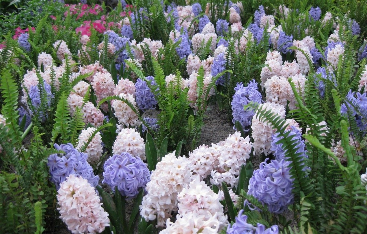 風(fēng)信子的花語是什么(風(fēng)信子的花語和傳說) 風(fēng)信子的花語是什么(風(fēng)信子的花語和傳說)