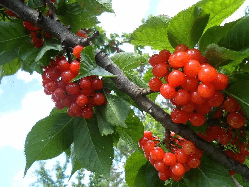 櫻桃多少錢一斤(櫻桃成本利潤和價格) 櫻桃多少錢一斤(櫻桃成本利潤和價格)