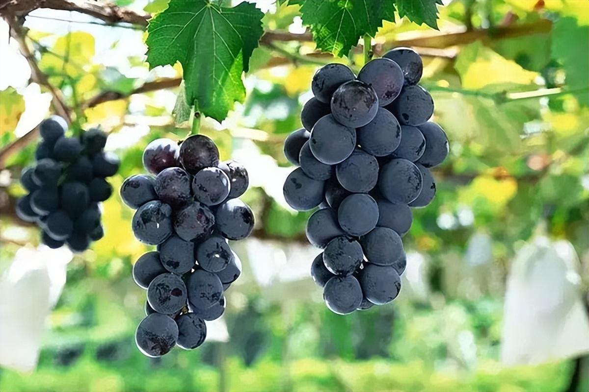 葡萄種類(lèi)名稱(chēng)及圖片（常見(jiàn)18種葡萄的區(qū)別及口感）