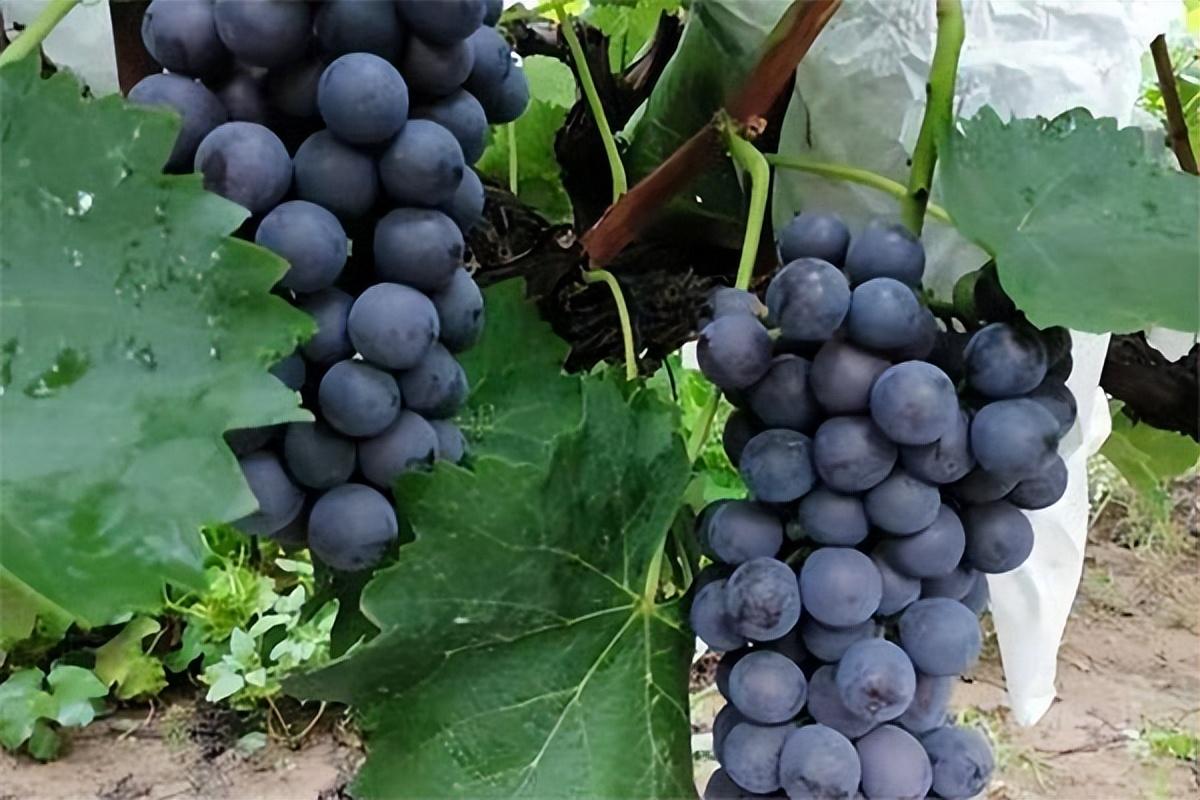 葡萄種類(lèi)名稱(chēng)及圖片（常見(jiàn)18種葡萄的區(qū)別及口感）