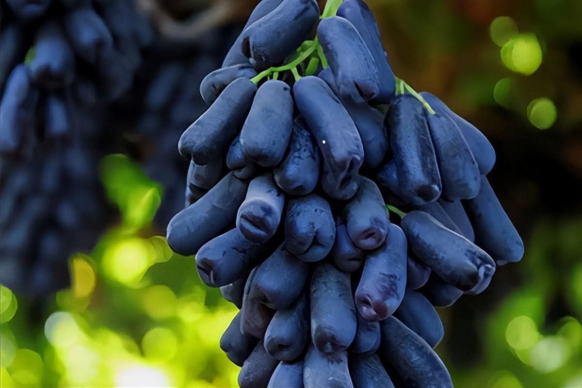 葡萄種類(lèi)名稱(chēng)及圖片（常見(jiàn)18種葡萄的區(qū)別及口感）