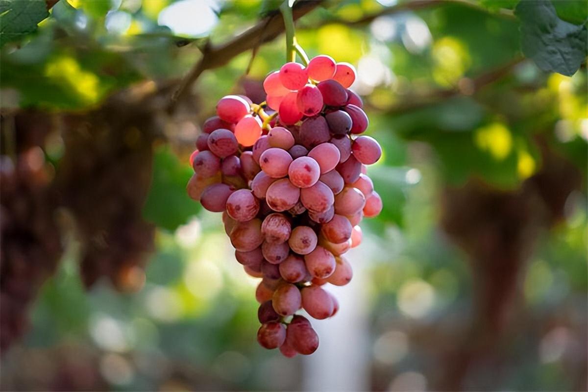 葡萄種類(lèi)名稱(chēng)及圖片（常見(jiàn)18種葡萄的區(qū)別及口感）