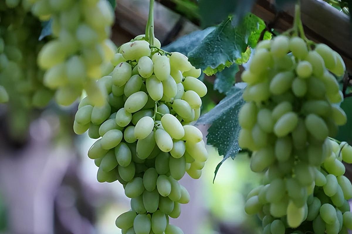 葡萄種類(lèi)名稱(chēng)及圖片（常見(jiàn)18種葡萄的區(qū)別及口感）