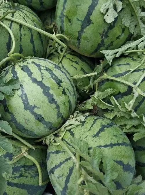 西瓜產地哪里最好(中國10大優質西瓜產地) 西瓜產地哪里最好(中國10大優質西瓜產地)