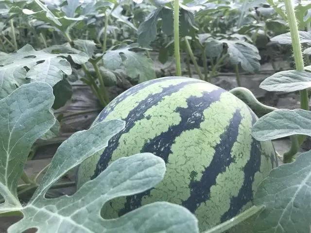 西瓜產地哪里最好(中國10大優質西瓜產地) 西瓜產地哪里最好(中國10大優質西瓜產地)