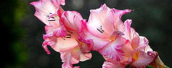 劍蘭的養殖方法和注意事項大全(劍蘭的日常養護) 劍蘭的養殖方法和注意事項大全(劍蘭的日常養護)