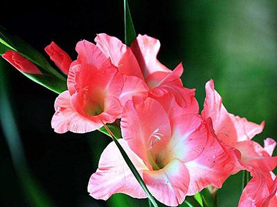 劍蘭的養殖方法和注意事項大全(劍蘭的日常養護) 劍蘭的養殖方法和注意事項大全(劍蘭的日常養護)