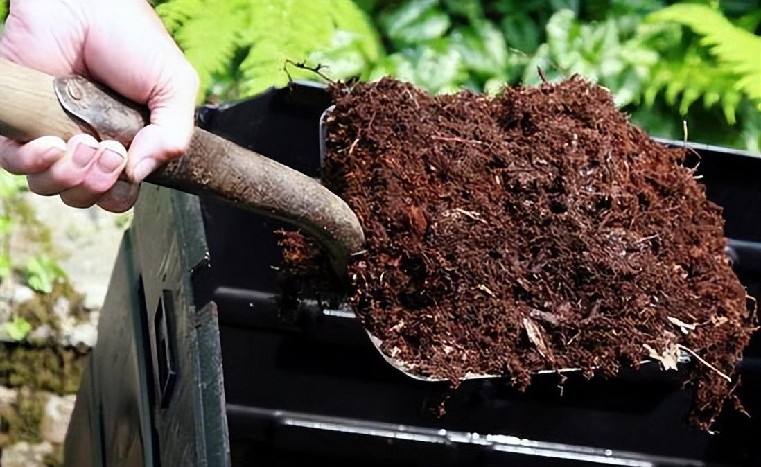 水仙花的養(yǎng)殖方法和注意事項(xiàng)（水培土培水仙花正確養(yǎng)法）