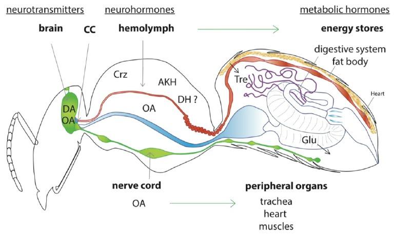 蜜蜂為什么老是圍著我轉(蜜蜂圍著轉的意思) 蜜蜂為什么老是圍著我轉(蜜蜂圍著轉的意思)