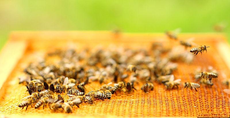 蜂巢組成結(jié)構(gòu)(蜂巢的筑造過(guò)程) 蜂巢組成結(jié)構(gòu)(蜂巢的筑造過(guò)程)