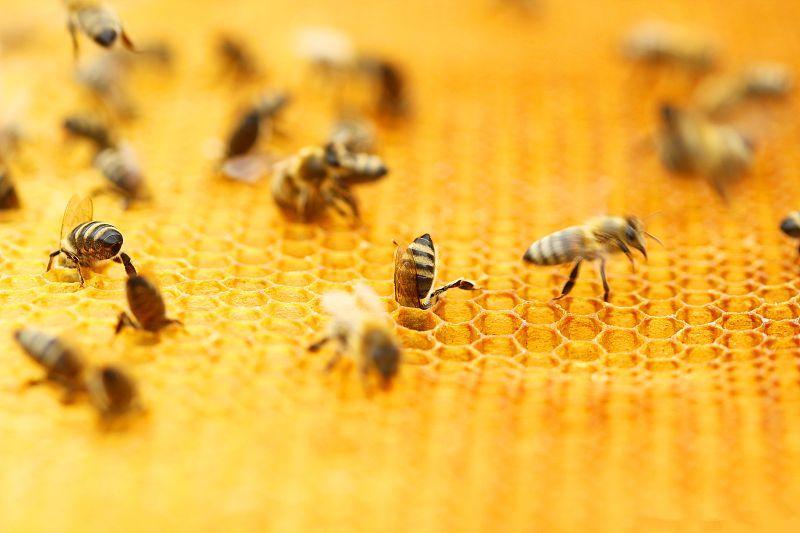 蜂巢組成結(jié)構(gòu)(蜂巢的筑造過(guò)程) 蜂巢組成結(jié)構(gòu)(蜂巢的筑造過(guò)程)