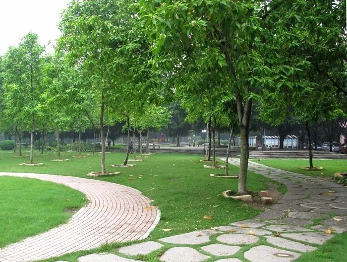 白蘭樹怎么種植(白蘭樹的種植和養(yǎng)護(hù)方法) 白蘭樹怎么種植(白蘭樹的種植和養(yǎng)護(hù)方法)