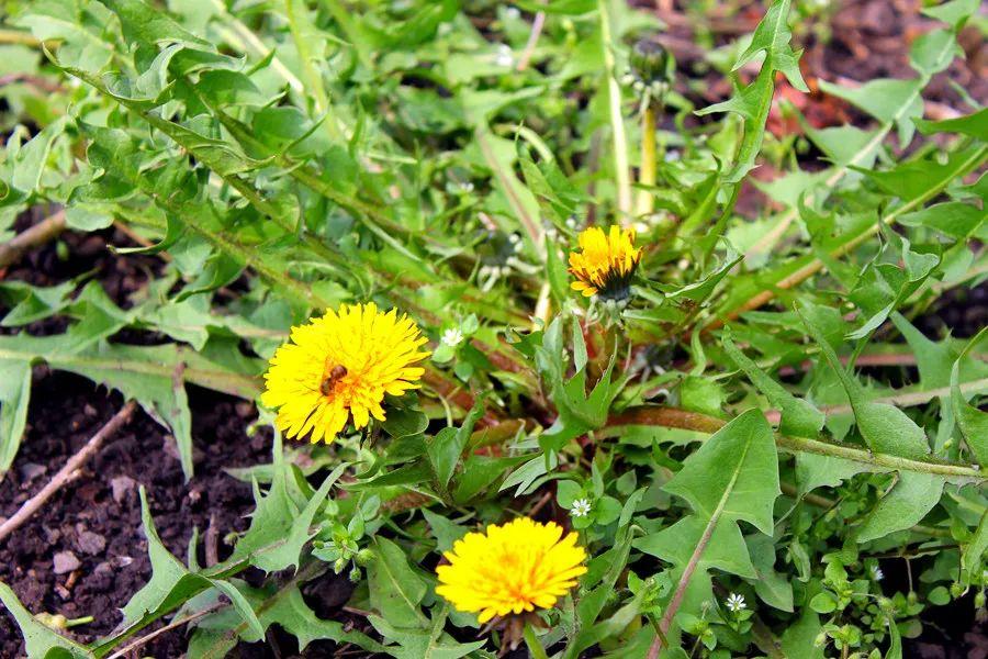 蒲公英的拼音怎么讀寫(蒲公英的正確讀音) 蒲公英的拼音怎么讀寫(蒲公英的正確讀音)