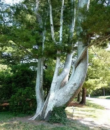 四季常青的樹木有哪幾種(10種四季常青的樹木) 四季常青的樹木有哪幾種(10種四季常青的樹木)