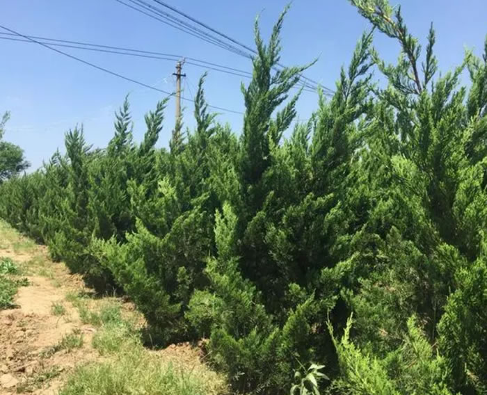 四季常青的樹木有哪幾種(10種四季常青的樹木) 四季常青的樹木有哪幾種(10種四季常青的樹木)