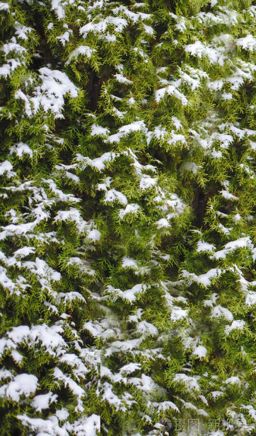 四季常青的樹木有哪幾種(10種四季常青的樹木) 四季常青的樹木有哪幾種(10種四季常青的樹木)