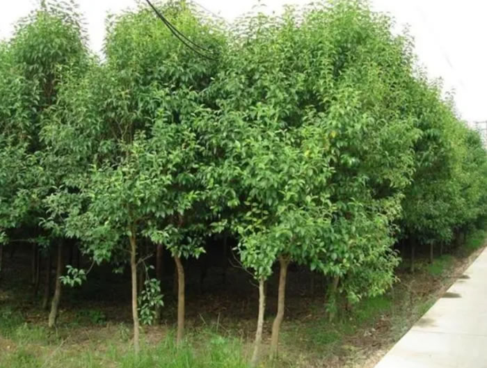 四季常青的樹木有哪幾種(10種四季常青的樹木) 四季常青的樹木有哪幾種(10種四季常青的樹木)