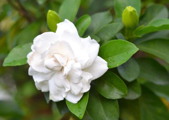 梔子花為啥不吉利(梔子花的寓意和代表品種) 梔子花為啥不吉利(梔子花的寓意和代表品種)