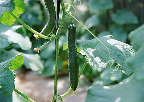 黃瓜的英文是什么(黃瓜英文的讀法和例句) 黃瓜的英文是什么(黃瓜英文的讀法和例句)