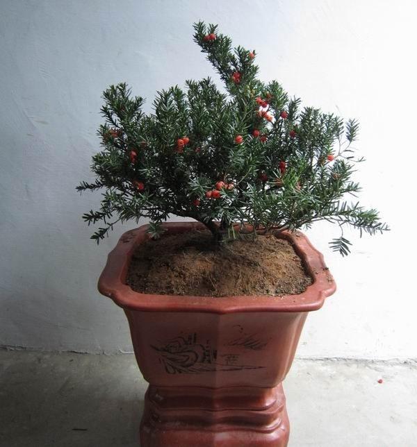 紅豆杉價格多少錢(紅豆杉的市場價格) 紅豆杉價格多少錢(紅豆杉的市場價格)