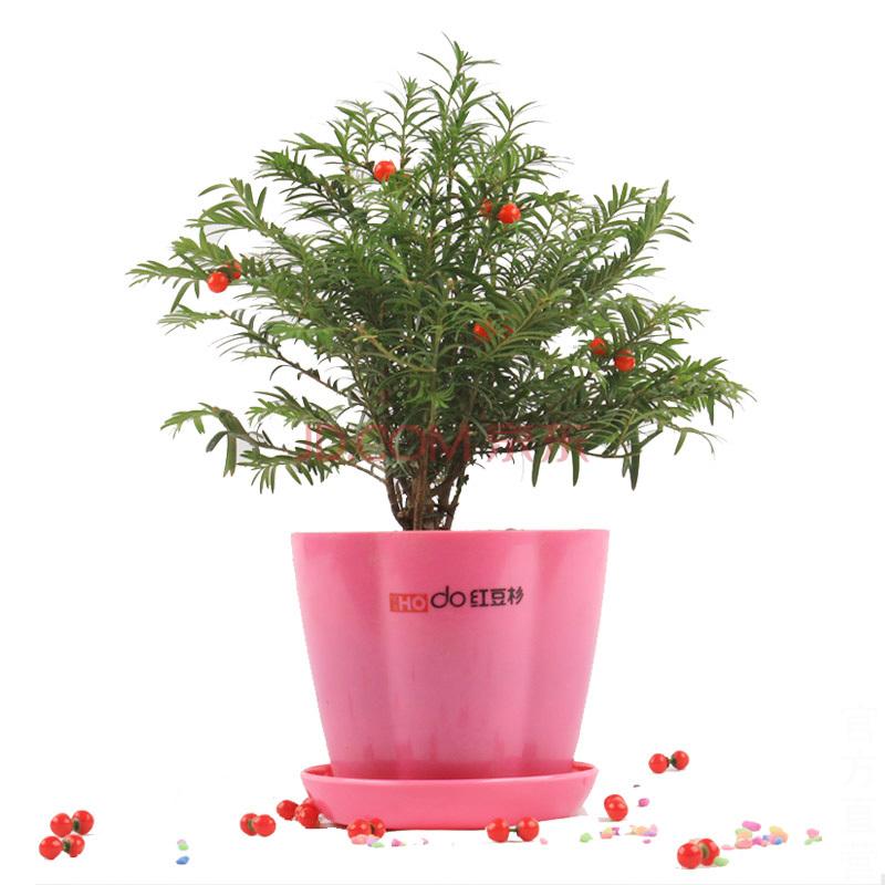 紅豆杉價格多少錢(紅豆杉的市場價格) 紅豆杉價格多少錢(紅豆杉的市場價格)