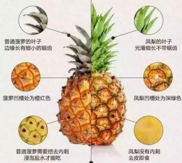 菠蘿和鳳梨有什么區(qū)別（菠蘿和鳳梨的區(qū)分方法）