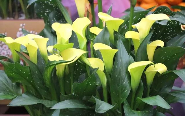 馬蹄蓮能放在臥室嗎(馬蹄花植物介紹) 馬蹄蓮能放在臥室嗎(馬蹄花植物介紹)