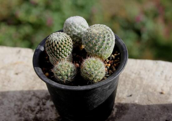 仙人球有毒嗎(被仙人球扎了怎么辦) 仙人球有毒嗎(被仙人球扎了怎么辦)