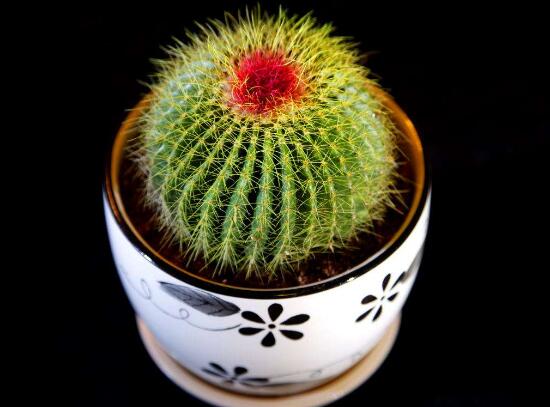 仙人球有毒嗎(被仙人球扎了怎么辦) 仙人球有毒嗎(被仙人球扎了怎么辦)