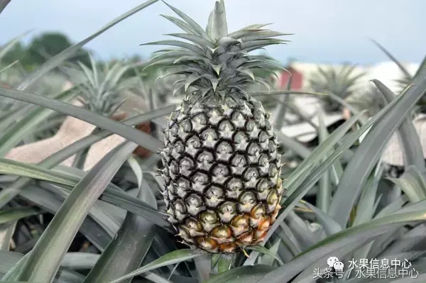 菠蘿的產地有哪些地方（菠蘿的產地和品種介紹）