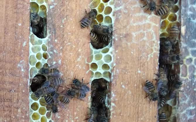 我國(guó)養(yǎng)有多少群中蜂？