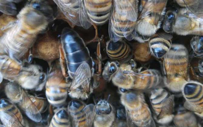 東北黑蜂有哪些優點？