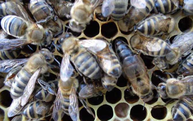 東北黑蜂有什么特點？