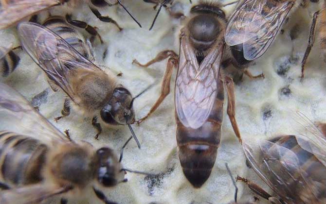 卡尼鄂拉蜂有什么特點？