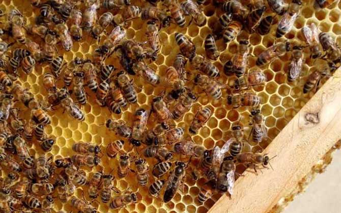 蜂王產卵后還會交尾嗎？