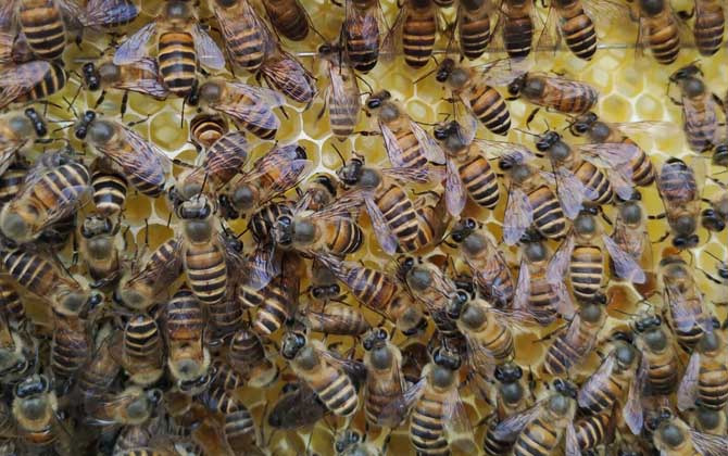 處女蜂王什么時候交尾？